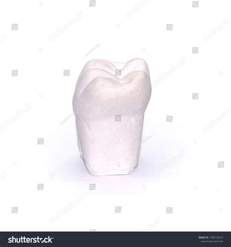 Plaster Model Mandibular Second Molar Tooth Stock Photo 1785732374