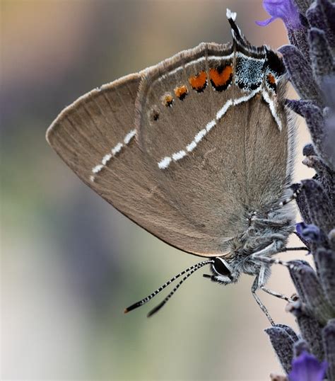 Motyl Dzienna Skrzydło Darmowe zdjęcie na Pixabay Pixabay