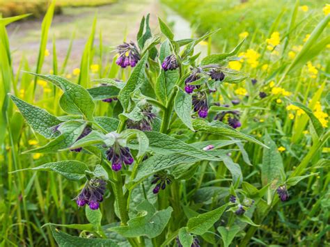 Beinwell Symphytum Officinale