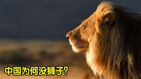 世界上最大的猫科动物，令东北虎都惧怕的洞狮，为何灭绝了？ Youtube