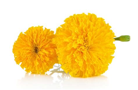 Marigold Oleoresin | Tagetes Erecta - Naturmed Scientific