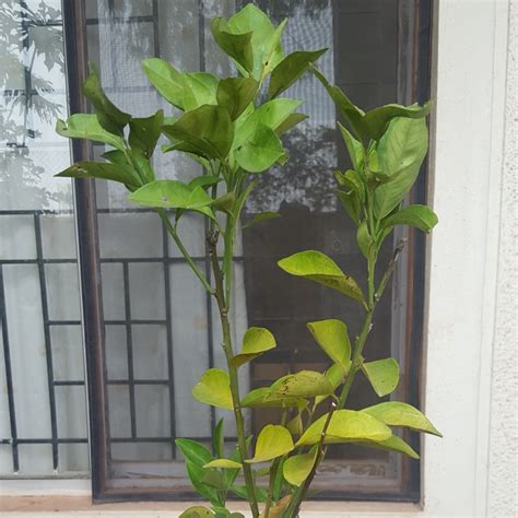 Citrus Sinensis Trovita Orange Tree Trovita In Gardentags Plant