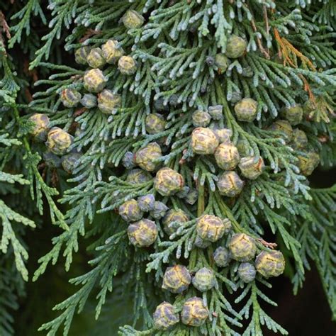 Blaue Scheinzypresse Chamaecyparis Lawsoniana Columnaris