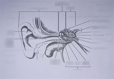 Ear Diagram Diagram | Quizlet