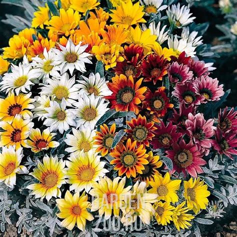 Газания микс купить в Пензе цена 57 руб.|Зеленый дом