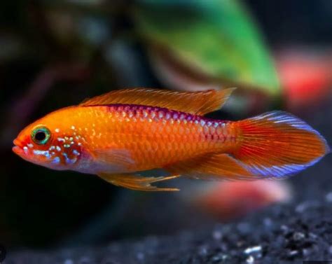 Apistogramma Agassizii "Fire Red" – THE EVOLVED FISH