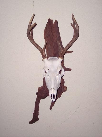 European Skull Mount Plaque Template Antler Mount Mounted Antlers