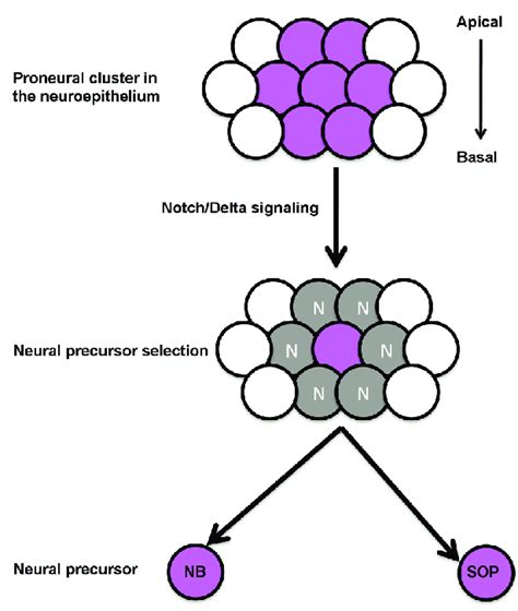 The lateral inhibition process. | Download Scientific Diagram