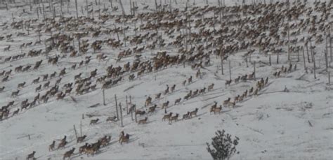 Large 1,000 Elk Herd Surprises South Dakota Surveyors | OutdoorHub