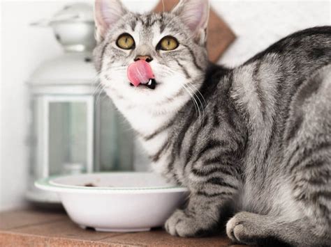 Best Cat Food Brands: Top 5 Feline Feasts Most Recommended By Experts