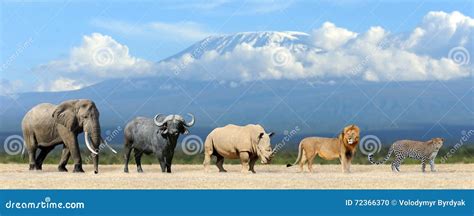 Big five game stock photo. Image of kenya, group, mammal - 72366370