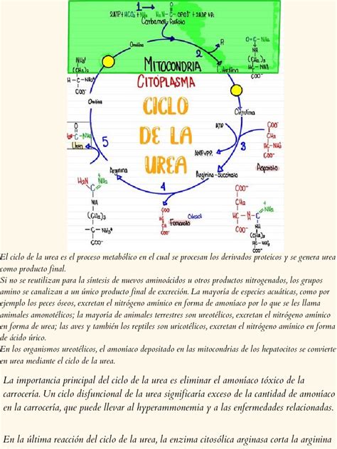 Ciclo De Urea Bioquimica Pdf