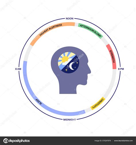 Circadian Rhythm Infographic Poster Melatonin Serotonin Produced Human Brain Colorful Stock