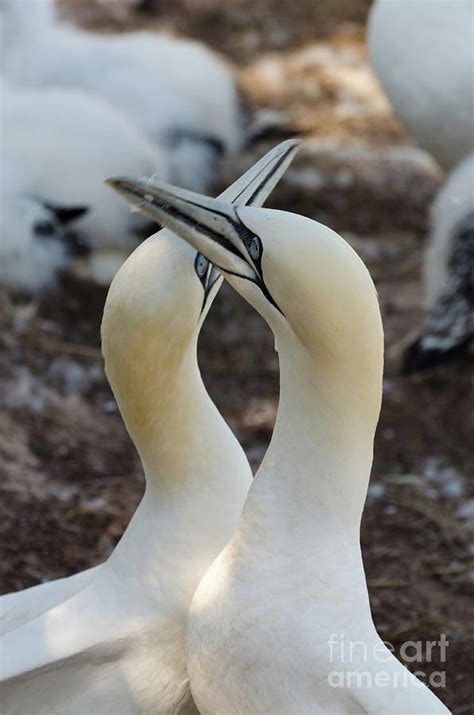 Pair Of Northern Gannets Photograph By Les Palenik Fine Art America