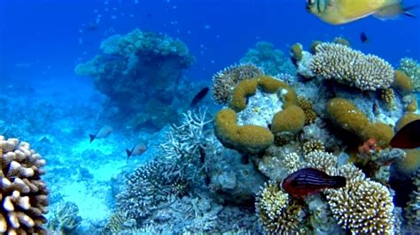 Thank You For Standing Up For Coral Reefs In 2022 Coral Reef Alliance