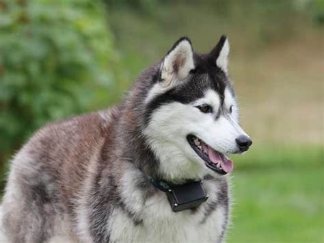 Qu Hacer Si Mi Perro Ladra Gu A Completa Redcanina Es