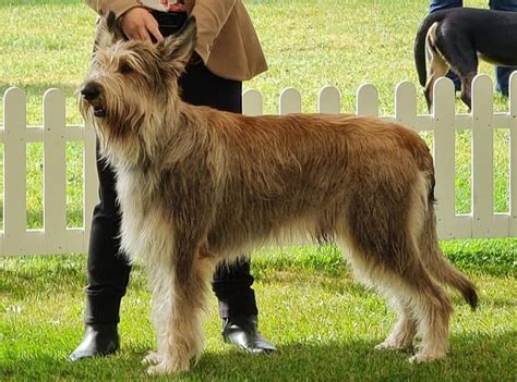 Home Enzotica Picardy Sheepdog Berger Picard