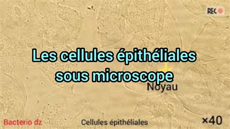 Cellules Pith Liales Sous Microscope Youtube