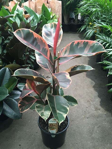 Ficus Elastica Ruby | Trees to plant, Plants, House plants