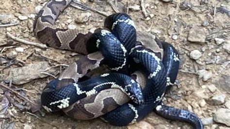 Field Notes Do Black Snakes Really Kill Rattlesnakes And Copperheads