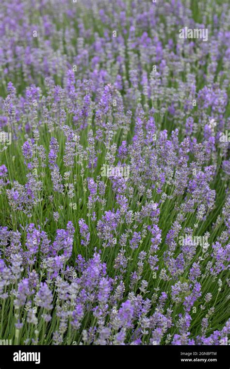 Lavandula Angustifolia Garden Uk Hi Res Stock Photography And Images