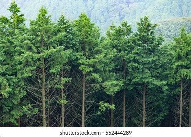 Evergreen Forest Stock Photo 552444289 | Shutterstock