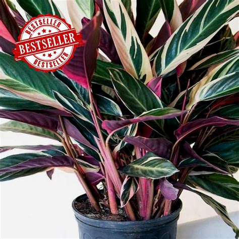 Jual Tanaman Hias Indoor Calathea Stromanthe Tricolour Maranta Bali