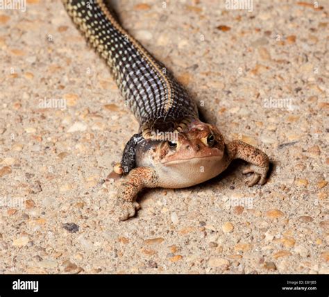 Snake with legs hi-res stock photography and images - Alamy