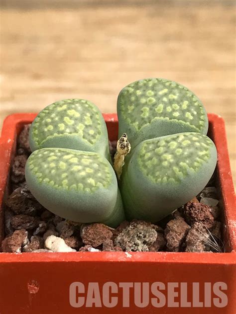 SHPR6448 Lithops Julii Ssp Fulleri V Fulleri Fullergreen C056A Two