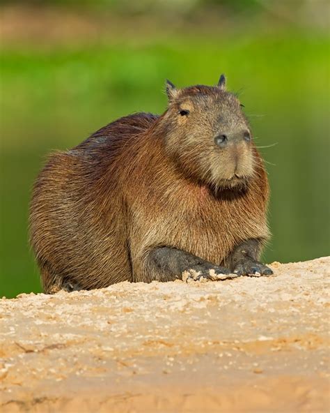 Capybara: The Largest Rodent Species