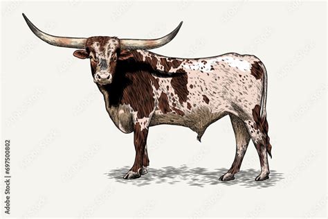 Texas longhorn vector illustration with color Stock Vector | Adobe Stock