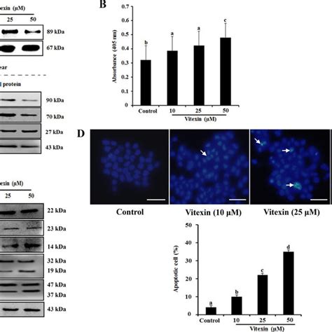 Vitexin Treatment Abolishes Nuclear Translocation Of HSF 1 And Induces