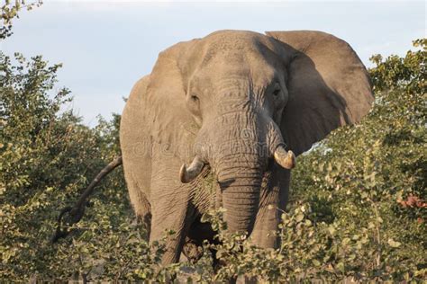 African Elephant with Tusks Goes through the Acacia Bushes Stock Photo ...