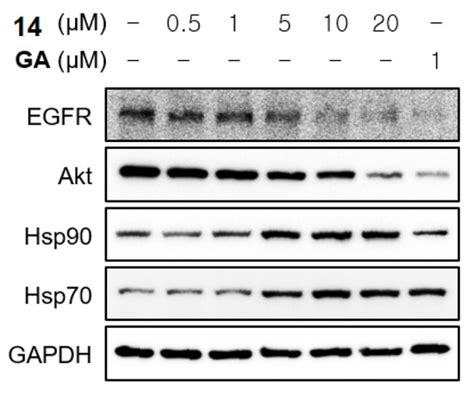 Structural Basis For Design Of New Purine Based Inhibitors Targeting