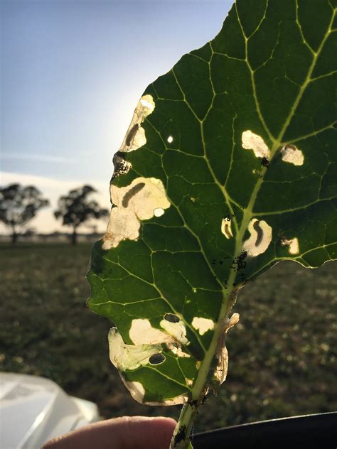 Cabbage centre grubs in establishing canola and forage brassicas