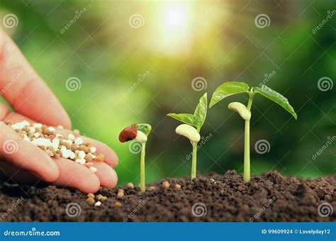 Agricultural Hand Nurturing Fertilizer Plant Growing Step on Soil in