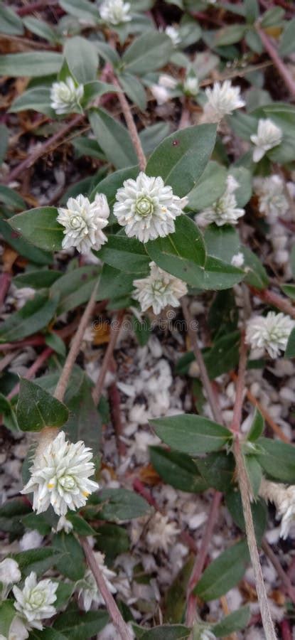 White Wild Flowers / Bunga Rumput Liar Stock Photo - Image of petal ...