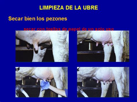 Prevención Tratamiento Y Control De La Mastitis Bovina