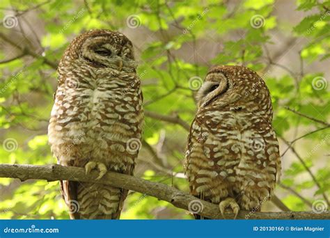 Spotted Owls Stock Photo Image Of Pair Spotted Feathers 20130160