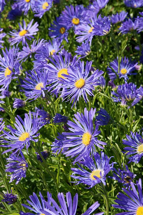 ALPINE ASTER Alpinus Dwarf Compact Miniature Hardy Perennial | Etsy