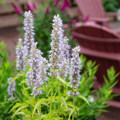 agastache straders garden centers