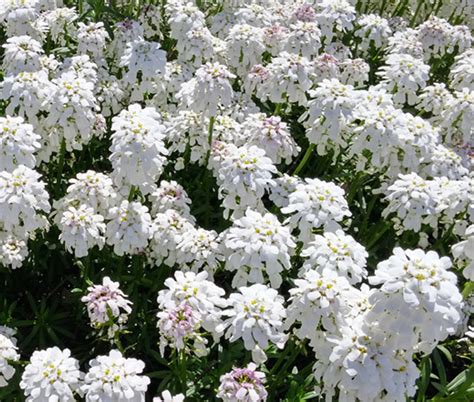 Candytuft Perennial Evergreen White Iberis Sempervirens Seeds