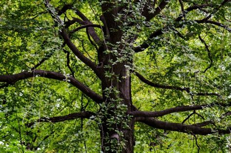 black walnut tree bark royalty  images stock  pictures