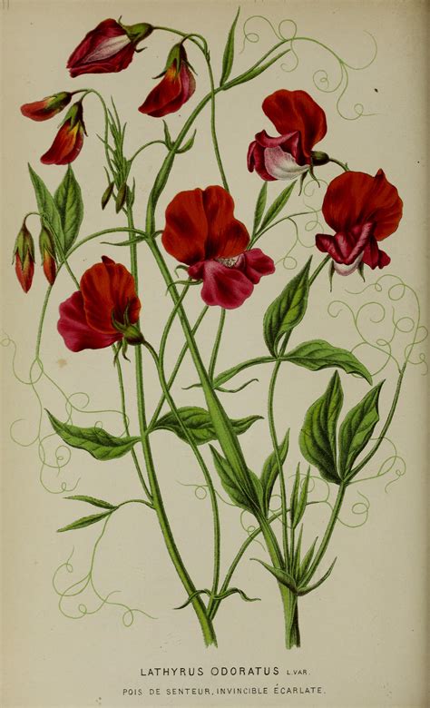 Sweet Pea Lathyrus Odoratus Var Hort Circa 1871 Vintage Botanical