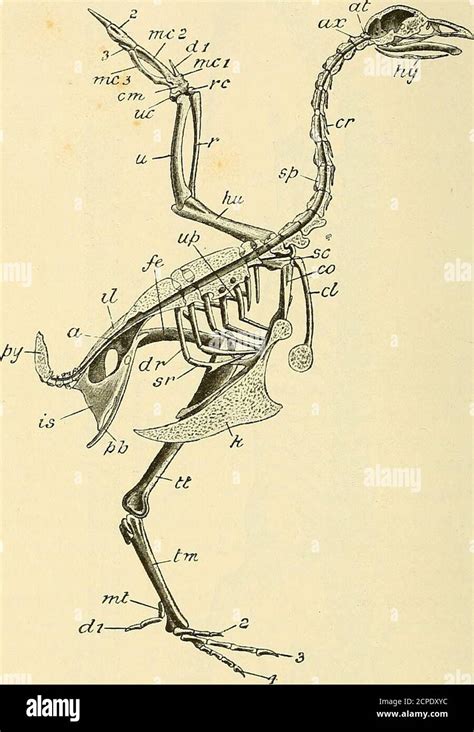 The Structure And Life Of Birds Fig 2—skeleton Of Fowl After