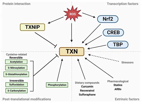 Evolutionarily Conserved Role Of Thioredoxin Systems In Determining