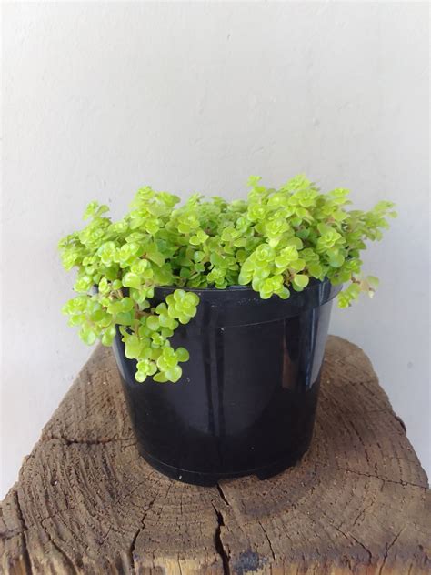 Sedum Ogon Gold South Africa – i-go-eco