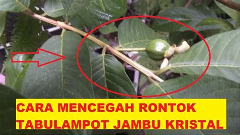 CARA MENCEGAH RONTOK TABULAMPOT JAMBU KRISTAL YouTube