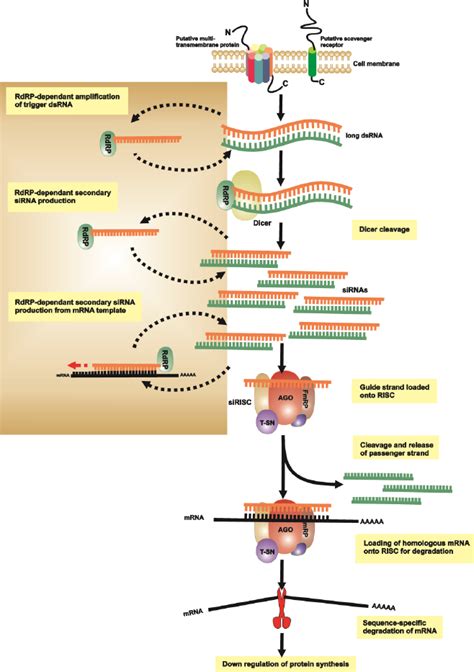 A Schematic Representation Of A Putative Rnai Pathway For Invertebrate