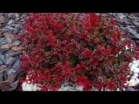 БАРБАРИСЫ КАРЛИКОВЫЕ. ОБЗОР КРАСИВЫХ СОРТОВ ДЛЯ РОКАРИЯ И БОРДЮРОВ ...